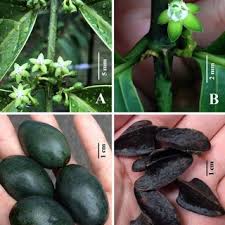 Image result for Rytigynia bridsoniae