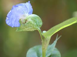Image result for Commelina purpurea