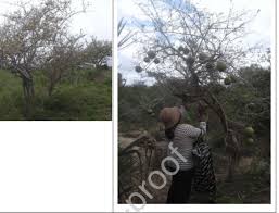 Image result for Strychnos madagascariensis