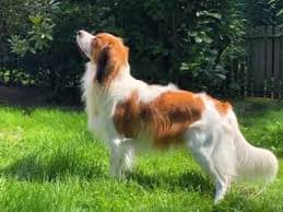 Kooikerhondje dog breed information, pictures, care, temperament, health, puppies, breed history. Nederlandse Kooikerhondje Deckrude Deckruden Kaufen Verkaufen Bei Deinetierwelt