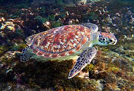 Hawksbill sea turtle facts anatomy. Hawksbill Turtle The Animal Facts Appearance Diet Habitat Behavior