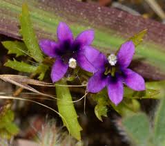 Image result for Monopsis