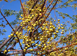 The tree is often made of several smaller trunks because it is able to readily sprout from the roots. Chinaberry Tree Information Can You Grow Chinaberry Trees Dummer Garden Manage Gfinger Is The Best Garden Manage App