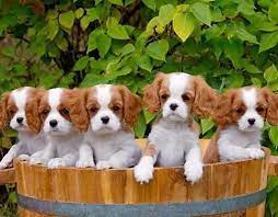 Finding a cavalier king charles spaniel for sale in houston is simple on our network! Cavalier King Charles For Sale Florida Charles Spaniel Breeder Florida