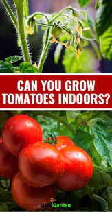 Can You Grow Tomatoes Indoors Growing Tomatoes Indoors Growing Tomatoes Growing Food Indoors