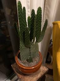 Affordable and search from millions of royalty free images, photos and vectors. My Friends Have This Beautiful Cactus It S About Two Feet Tall But Very Thin Whatsthisplant