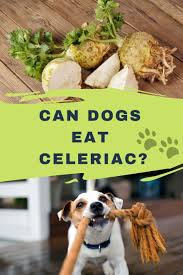 So we've answered the question can dogs have celery? and know dogs can eat celery, but what about puppies? Can Dogs Eat Celeriac Everything You Must Know