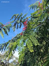 Image result for Cassia burttii