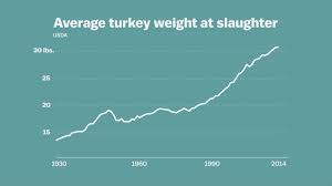 Companies within thriving industries tend to. Turkeys Have Gotten Ridiculously Large Since The 1940s Vox