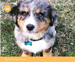 What is the origin of the aussiedoodle? Bernese Mountain Dog Australian Shepherd Mix Gorgeous And Intelligent 10 Photos Bernese Love
