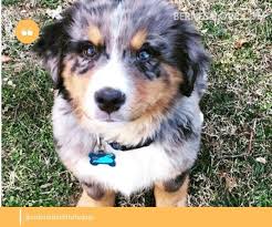 Bernese mountain dog pyrenees mix puppies. Bernese Mountain Dog Australian Shepherd Mix Gorgeous And Intelligent 10 Photos Bernese Love