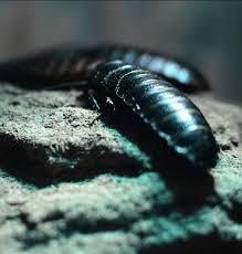 We've been serving residential and commercial clients in and around tulsa, ok. 7 Tips For Hiring A Termite Control Specialist Pest Control Extermination Elite Home Services