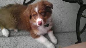 What is the difference between adopting a dog, adopting a cat, adopting a kitten or adopting a puppy versus getting dogs for sale, cats for sale. My Aussie Has A Thin Coat