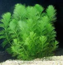 Image result for Limnophila ceratophylloides