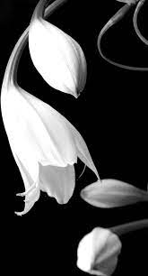 Pin On Black White Photos Lovely Flowers