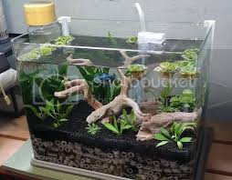 In this topic, will be explaining how to successfully keep a female betta sorority, the basics, how to, setting up, etc. Aquaticquotient Com