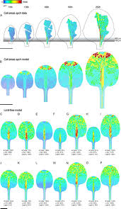 Maybe you would like to learn more about one of these? Spatiotemporal Coordination Of Cell Division And Growth During Organ Morphogenesis