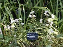 Image result for Asclepias ameliae