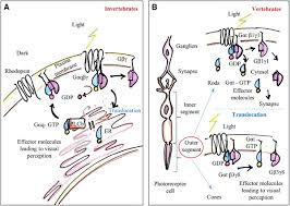 Nerve cells, also called neurons, are the main cells of the nervous system. G Protein Signaling Journeys Beyond The Plasma Membrane Springerlink
