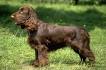 SplashNTails Mobile Pet Grooming | Sterling, Leesburg ...