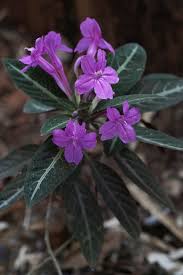 Image result for Ruellia makoyana