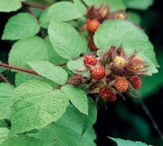 Image result for Rubus adolfi-friederici