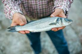 The Fish Of Lake Erie