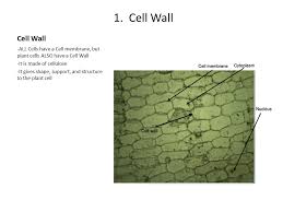 Animals have only cell membranes made up of phospholipid bilayer and protein which protects and hold together the cell and its parts, it does not need to provide the support that plant cell bacterial cell walls are made up of peptidoglycan and provide support for the cells much like plant cell walls. Cell Structure And Function 3 Things Plant Cells Have And Animal Cells Don T Ppt Download