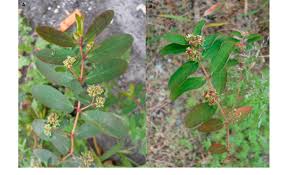 Image result for Euphorbia hypericifolia