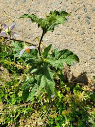 Image result for Rhynchosia castroi