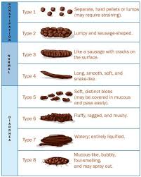 Have you noticed blood in your dog's stool? Abnormal Faeces In Dogs And Cats