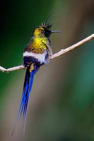 Bird On A Wire Movie Review Pin On Birds