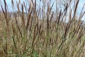 Image result for Melinis effusa