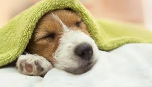 Anemia In Dogs Causes Symptoms And Treatments Plains Vet Northeast Veterinary Referral Hospital