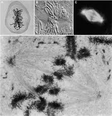 • mitosis in a plant cell nucleus chromatin chromosome nucleolus condensing prophase. A Long Twentieth Century Of The Cell Cycle And Beyond Cell