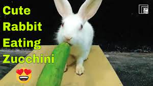 Not all rabbits will like them and provide them in small quantities. Can Rabbits Eat Zucchini 9 Things You Need To Know Bunny Horde