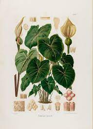 Vernacular names edit wikidata 'category:aroideae' linked to current category [edit wikidata 'aroideae' main topic of. Pin On Botanical Prints