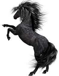 Black Horse Art Horse Art Black Horse Horses