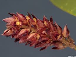 Image result for Bulbophyllum prorepens