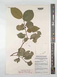 Image result for Warneckea sp.