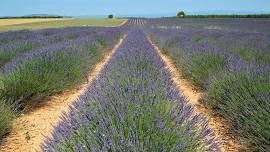 Red, White & Lavender Festival 2026