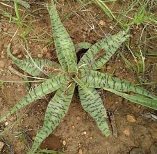 Image result for Ledebouria luteola