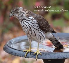 Hawk - A-Z Animals