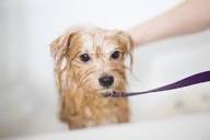 Dog & Cat Grooming in Aubrey - Hooves and Paws Pet Hospital