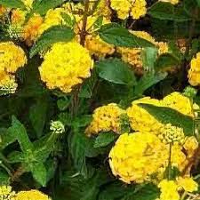 Image result for Lantana tiliifolia
