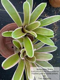 Image result for Embelia libeniana
