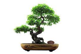 Pin By Fansareforamateurs On Anime Bonsai Tree Bonsai Tree