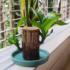 Brazilian wood in kokedama is one of the lucky bamboo to keep it