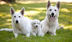 Expect to pay less for a puppy without. 10 Things You Didn T Know About The White German Shepherd