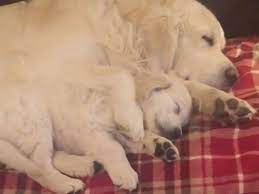 A Dog Cuddle Roundup That Will Warm Your Heart American Kennel Club